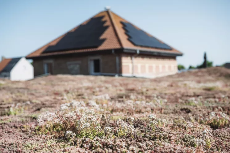 groendak Sedum extensief Acasus