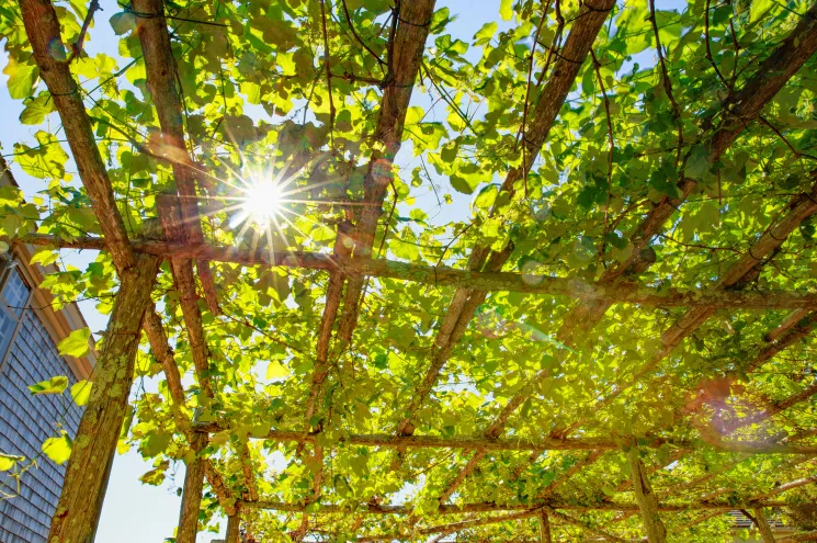 Houten pergola begroeid met klimplanten