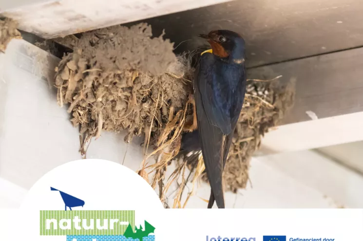 Een huiszwaluw aan een nest met de logo's van Interreg Vlaanderen-Nederland en Natuur-inbouw