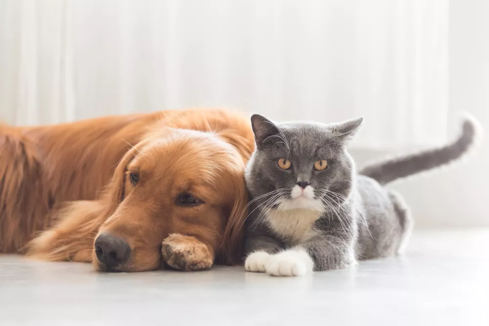 Hond en kat vloerverwarming