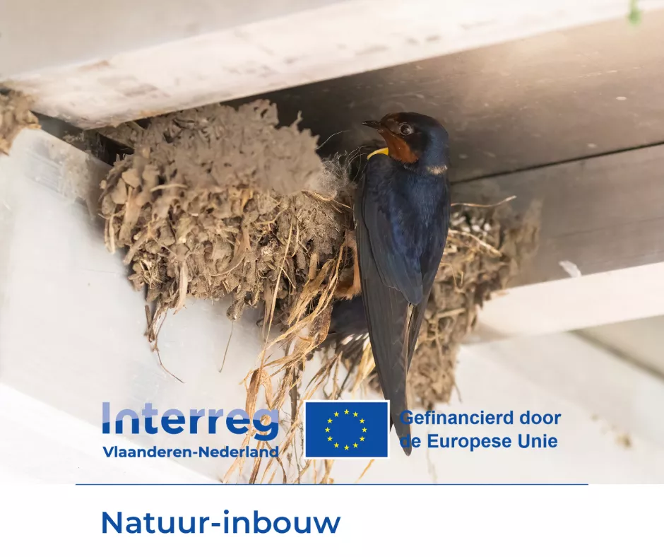 Zwaluw in nest onder dakrand met logo natuurinbouw